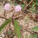 Mimosa pudicaЦветок