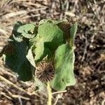 Abutilon hirtum Frugt