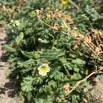 Nonea lutea Leaf