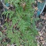Lygodium japonicum পাতা