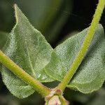 Mirabilis laevis Feuille