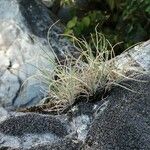 Festuca pallens Blad