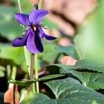 Viola odorata Fleur