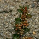 Herniaria ciliolata Mbuma