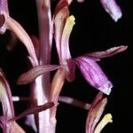 Corallorhiza mertensiana Květ