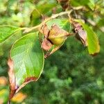 Stewartia pseudocamellia Froito