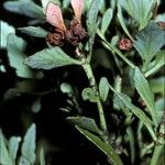 Phyllocladus trichomanoides Fruit