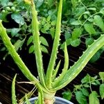 Aloe vera 葉