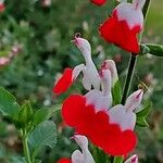 Salvia microphylla Kvet