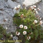 Potentilla clusiana Vekstform