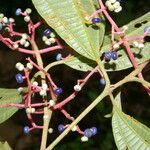 Miconia affinis Frucht