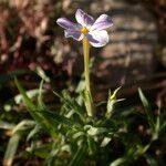 Phlox dolichantha