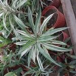 Dracaena fragransЛіст