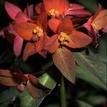 Euphorbia griffithii Flor