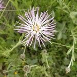 Volutaria muricata Flor