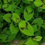 Persicaria virginiana Hoja