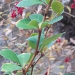 Berberis vulgaris 葉