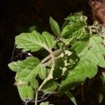 Solanum pimpinellifoliumᱥᱟᱠᱟᱢ