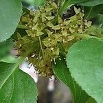 Frangula alnus Flower