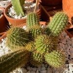 Echinopsis huascha Hoja