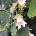 Araujia sericifera Blomst