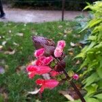 Salvia oxyphora Flower