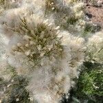 Baccharis sarothroides Flor