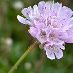 Armeria canescens Flower