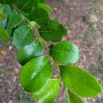 Chrysobalanus icaco Feuille