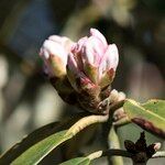 Rhododendron uvariifolium Flor
