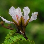 Tessmannia anomala Flor