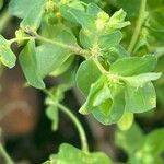 Euphorbia peplus 花