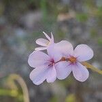 Erucaria hispanica Flower