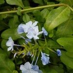 Plumbago auriculata 花