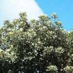 Aglaia elaeagnoidea Natur