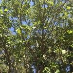 Ficus abutilifolia Агульны выгляд