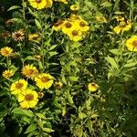 Helenium autumnale 形态