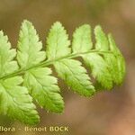 Dryopteris remota पत्ता