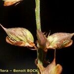 Genista micrantha Fruit