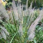 Calamagrostis arundinacea 叶