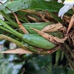 Coelogyne foerstermannii Bark