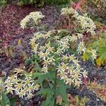 Doellingeria umbellata Blomma