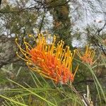 Grevillea pteridifolia Kvet