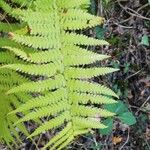 Osmundastrum cinnamomeum Leaf