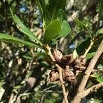 Ochna natalitia Fruit