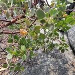 Arctostaphylos patula 果實