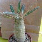 Pachypodium rosulatum বাকল