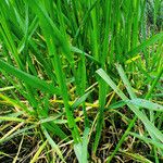 Glyceria declinata Blad