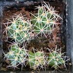 Coryphantha macromeris Агульны выгляд