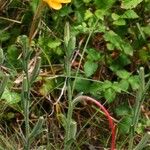 Oenothera longiflora Habit